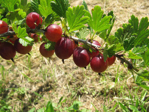 Stachelbeeren