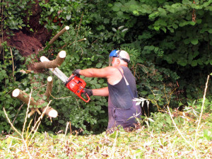 Umgefallener Baum wird mit der Motorsäge bearbeitet