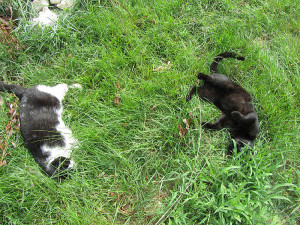 Entspannte Kater
