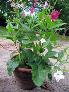 Nicotiana Nana Tinkerbell