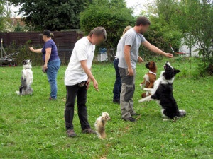 Hunde-Vorführung