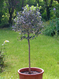 Olivenbaum 2006
