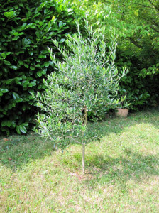 Olivenbaum 2013