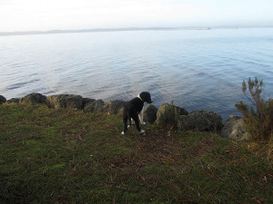 Kleiner Hund am großen See