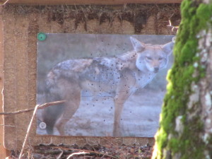 Jagdbeute