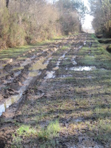 Matschiger Waldweg