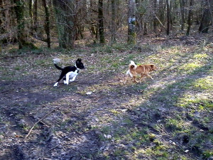 Gaston und sein Freund