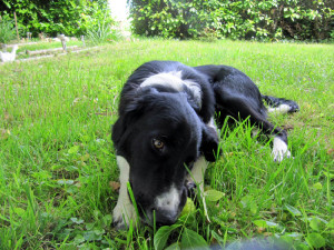 Hundi