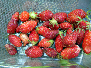Erdbeeren