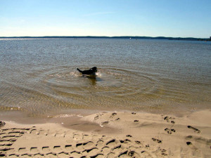 Gaston im Lac d'Hourtin