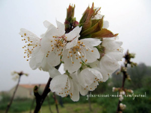 Mandelblüte