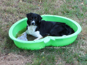 Gaston in seinem Pool
