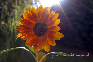 Sonnenblume