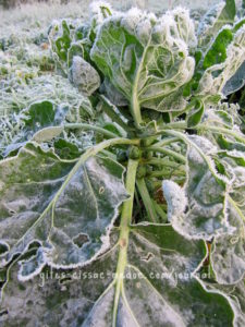 Rosenkohl mit Raureif