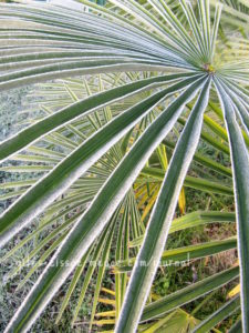 Palme mit Raureif